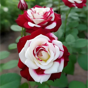 200+ Premium Rose Seeds! Fast Germination & Easy Grow for Gardens Home Garden Planting