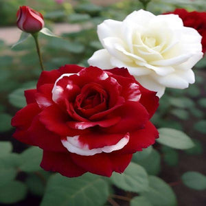 200+ Premium Rose Seeds! Fast Germination & Easy Grow for Gardens Home Garden Planting