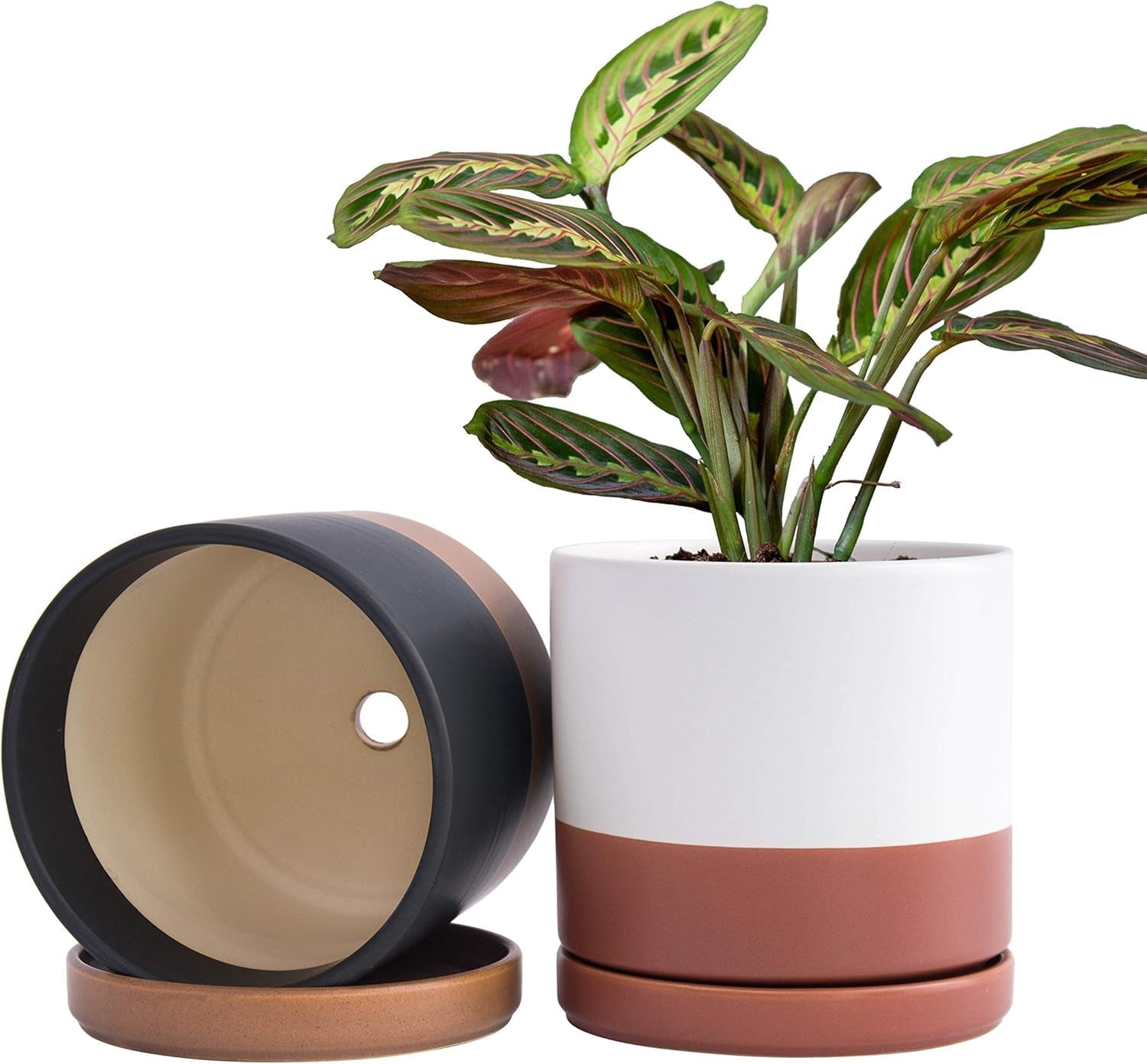 Set of 2 Plants Pot, 6 Inch Ceramic Planter Pot for Plants with Drainage Hole and Saucer, White-Terracotta/Black-Tan