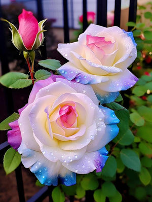 200+ Premium Rose Seeds! Fast Germination & Easy Grow for Gardens Home Garden Planting